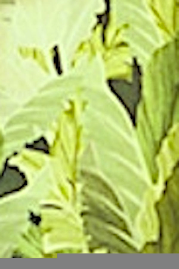 PULL CACHEMIRE-SOIE IMPRIMÉ VAR.1 VAR.1