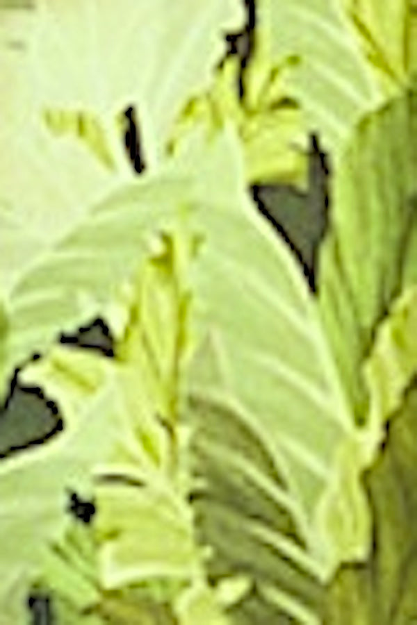 ETOLE IMPRIMÉE À PAILLETTES VAR. 1 VAR. 1