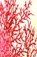 Image représentant la couleur 